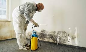 Why You Should Choose Our Mold Remediation Services in Collinsburg, PA