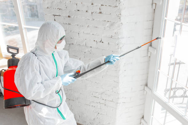 Best Mold Odor Removal Services  in Collinsburg, PA